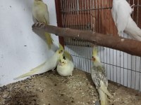 Adıma bilezikli sultan papağanı yavrular ve takımlar