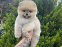 Pomeranian Boo 4 aylık Yavru Gülen Surat
