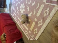 Minik pamuk pekinez köpekler
