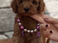 Toy Poodle Yavru Köpekler