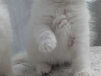 British Longhair 35 Günlük