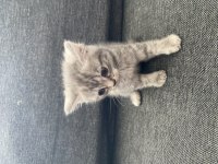 British shorthair minnoşlar sahibini bekliyor