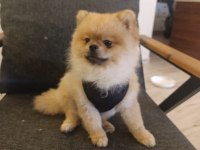 2 yaşındaki pomeranian boo oğlumuzu veriyoruz