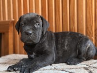 Üst Kalite Cane Corso Yavrular
