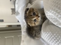 Ufaklığımıza yuva arıyoruz scottish fold