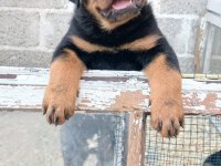 A Şecereli Rottweiler Yavrular