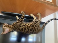 4 AYLIK BENGAL KEDİSİ