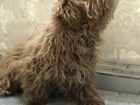 5 aylık dişi poodle günü gelen aşıları yapıldı