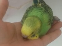 Yavru muhabbet kuşu ev üretimi