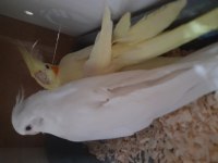 Yeni Eşleme Albino Lutino Çift Sultan Papağanı