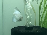 Discus yavru