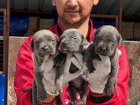 Cane Corso Yavrular