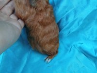 Sheltie Ginepig Yavrularımızı Görmeden Karar Vermeyin