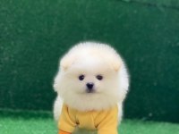 Orjinal Pomeranian
