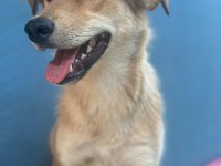 Çok Akıllı Korumacı Kısır Melez Köpeğimiz