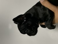 BLACK FRENCH BULLDOG