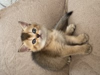 Son kalan safkan british shorthair bebekler