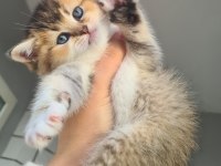 British shorthair kedilerim