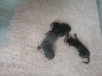 3 yavru kedimiz oldu