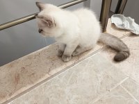 3 aylık yavrum mama ve tuvalet eğitimi tamam kedimiz