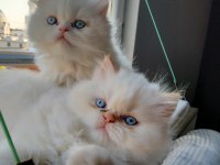 Bembeyaz tüylü masmavi gözlü chihuahua kızımıza yuva