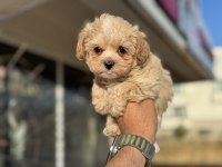Tea cup kore maltipoo petmode de ziyarete açık