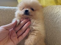 POMERANİAN BOO YAVRULARIMIZ