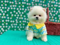 Safkan Pomeranian Boo Yavrularımız