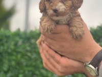 Sevimli erkek maltipoo