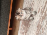 Sıfır kulak scottish fold yavrularımız