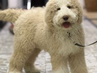 Labradoodle