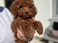 TOY POODLE YAVRULARI