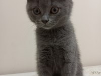 British shorthair iki aylık yavru