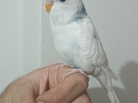 6 Aylık İri Erkek Muhabbet Kuşu