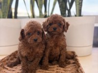 Toy Poodle Erkek 40 Günlük