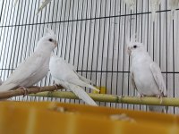 Albino kırmızı göz sultan papağanı