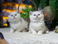 SAĞLIK VE IRK GARANTİLİ BRİTİSH SHORTHAİR