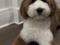 Tüy dökmez antialerjik labradoodle yavruları