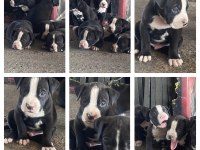 Yavru köpeklerimiz mevcut