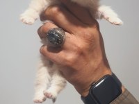 Şecereli golden british longhair yavrularım rezerve