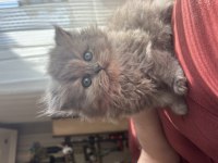 British longhair dişi yavrumuz