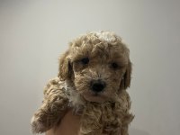 45 günlük poodle yavrular