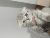 Safkan erkek dişi scottish fold