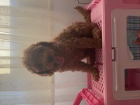Toy poodle bebekler