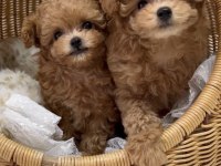 Özenle Büyütülen Toy Poodle Köpekler