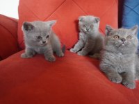 SAFKAN scottish fold yavrularımız