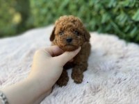 Toy Poodle yavru köpeklerimiz