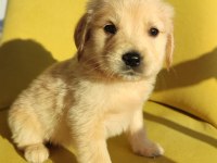 GOLDEN RETRİEVER ÜST KALİTE BEBEK SURAT