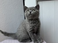 British shorthair