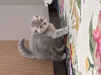 Annesi scottish blue point babası britishshorthair kedilerim